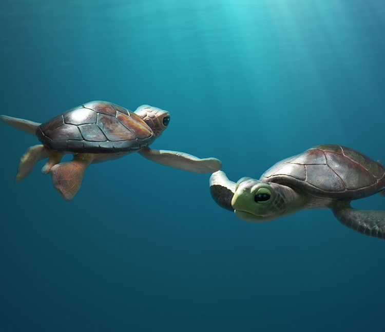 A Sea Turtle Story